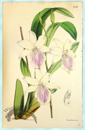 Curtis Orchids 03